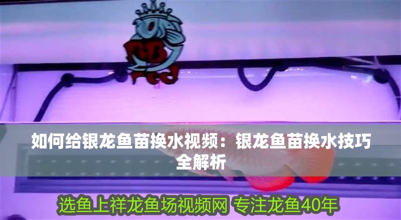 如何給銀龍魚苗換水視頻：銀龍魚苗換水技巧全解析