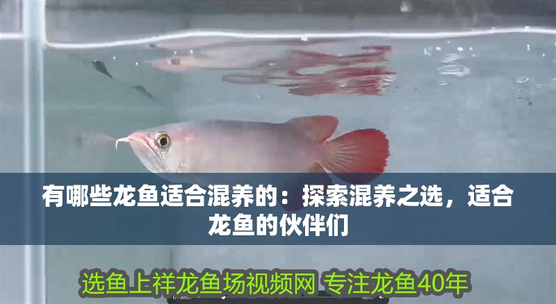 有哪些龍魚適合混養的：探索混養之選，適合龍魚的伙伴們 有哪些龍魚適合混養的：探索混養之選，適合龍魚的伙伴們 水族問答