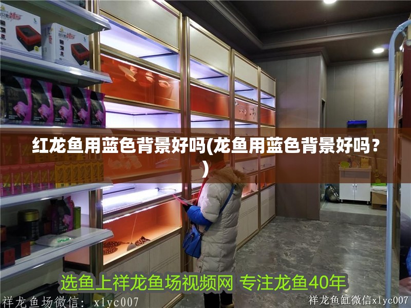 紅龍魚用藍色背景好嗎(龍魚用藍色背景好嗎？)