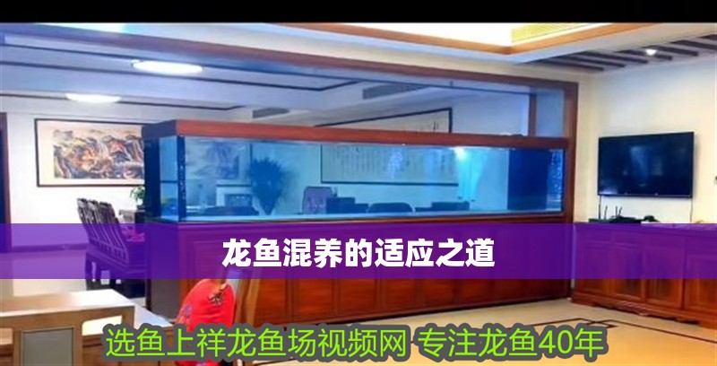 龍魚混養的適應之道