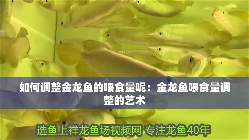 如何調(diào)整金龍魚的喂食量呢：金龍魚喂食量調(diào)整的藝術(shù)