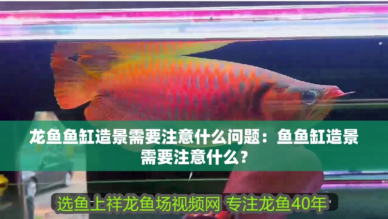 龍魚魚缸造景需要注意什么問題：魚魚缸造景需要注意什么？