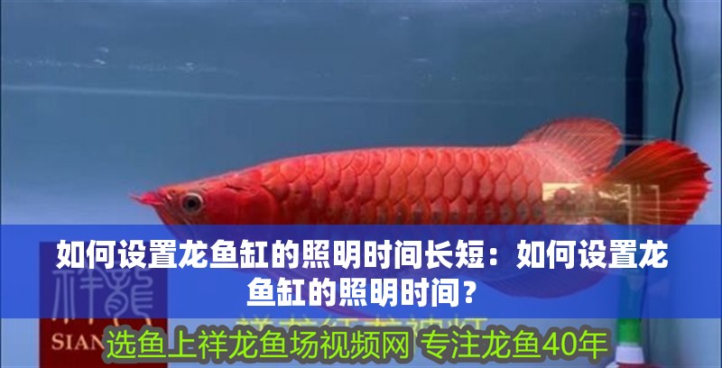 如何設置龍魚缸的照明時間長短：如何設置龍魚缸的照明時間？ 如何設置龍魚缸的照明時間長短：如何設置龍魚缸的照明時間？ 水族問答