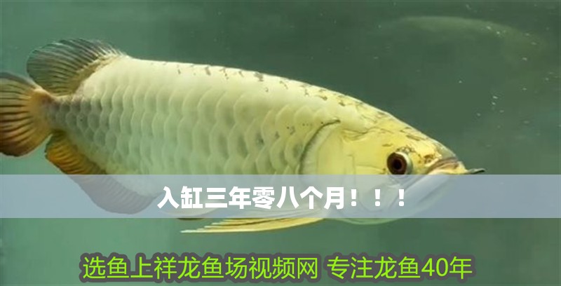 入缸三年零八個月?。?！ 入缸三年零八個月?。。?龍魚論壇