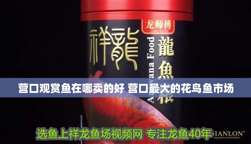 營口觀賞魚在哪賣的好 營口最大的花鳥魚市場