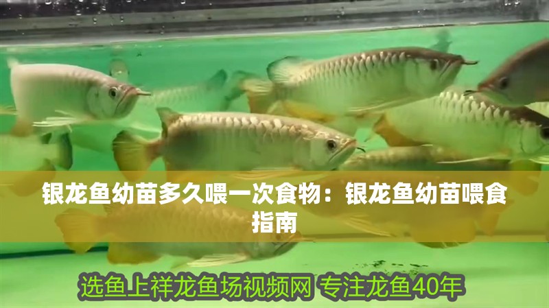 銀龍魚幼苗多久喂一次食物：銀龍魚幼苗喂食指南