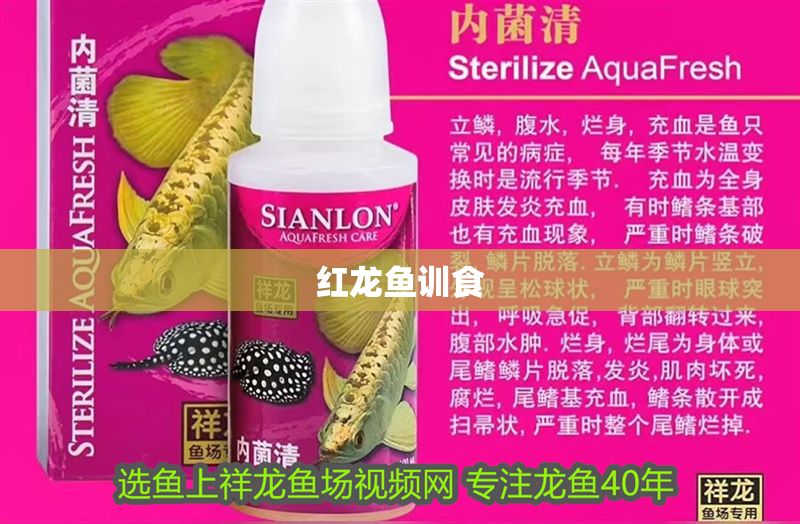 紅龍魚訓食 龍魚百科 第1張 紅龍魚訓食 紅龍魚訓食 龍魚百科 第1張