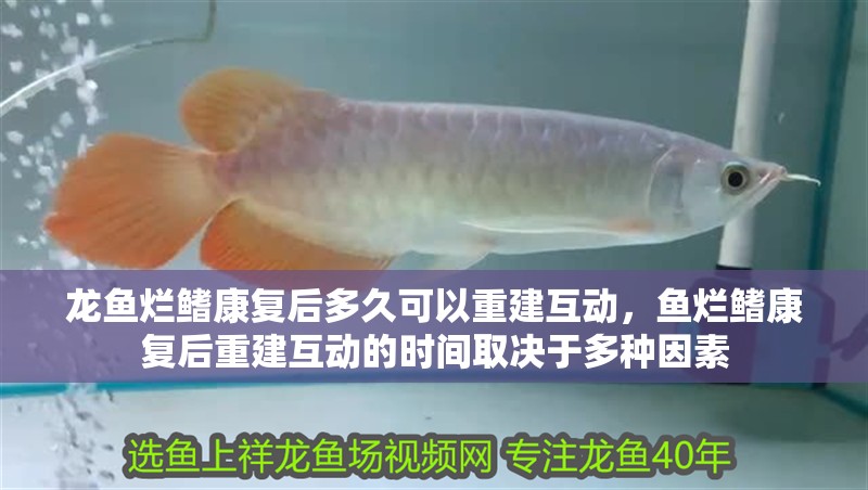 京東金龍魚大米的價格：京東自營金龍魚大米品種全覽