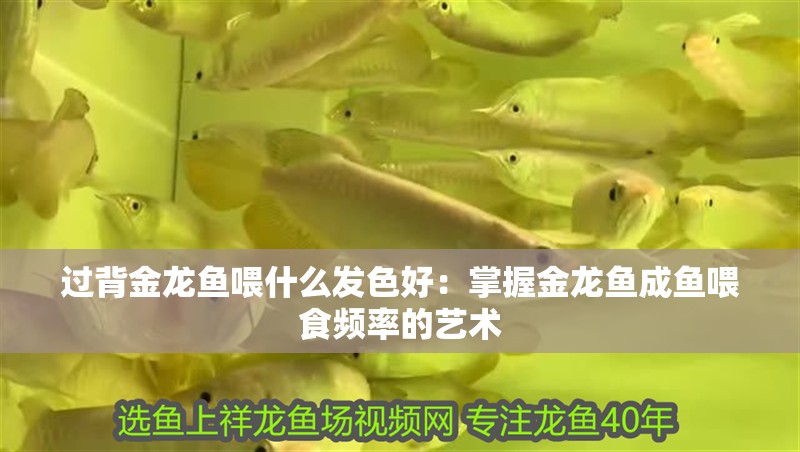 過背金龍魚喂什么發色好：掌握金龍魚成魚喂食頻率的藝術