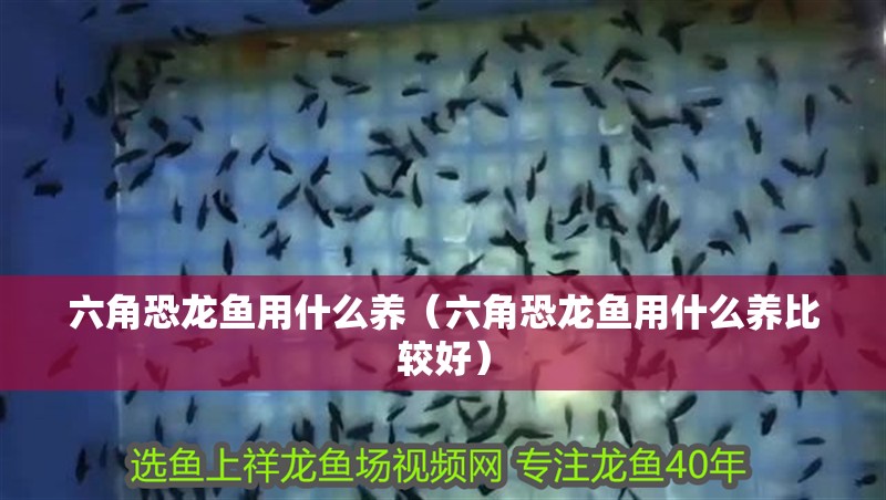 六角恐龍魚用什么養(yǎng)（六角恐龍魚用什么養(yǎng)比較好） 六角恐龍魚用什么養(yǎng)（六角恐龍魚用什么養(yǎng)比較好） 觀賞魚百科