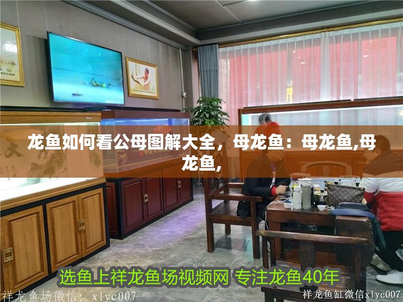 龍魚如何看公母圖解大全，母龍魚：母龍魚,母龍魚,