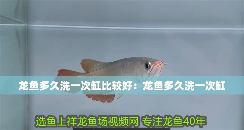 龍魚多久洗一次缸比較好：龍魚多久洗一次缸