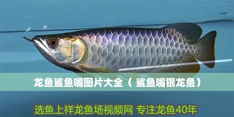 龍魚鯊魚嘴圖片大全（ 鯊魚嘴銀龍魚） 龍魚鯊魚嘴圖片大全（ 鯊魚嘴銀龍魚） 觀賞魚百科