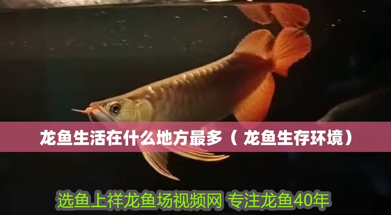 鸚鵡魚和銀龍魚混養(yǎng)怎樣喂食 龍魚生活在什么地方最多( 龍魚生存環(huán)境) 觀賞魚百科 龍魚生活在什么地方最多( 龍魚生存環(huán)境) 龍魚生活在什么地方最多( 龍魚生存環(huán)境) 觀賞魚百科