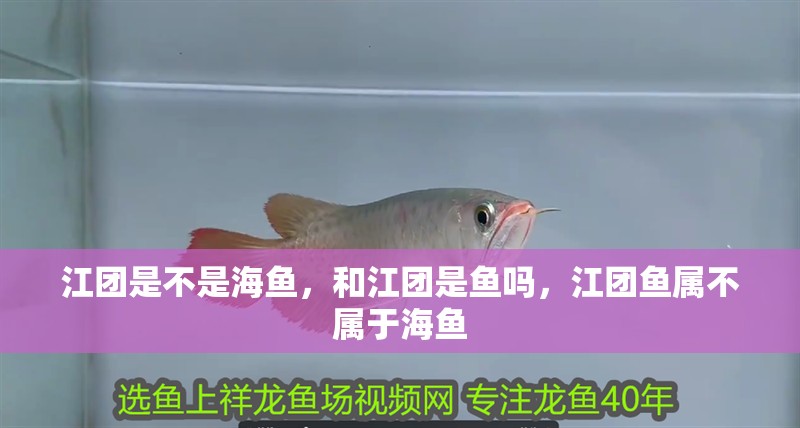 魚缸用增氧泵價(jià)格是多少:魚缸增氧機(jī)-xtrac增氧機(jī)-xtrac增氧機(jī) 江團(tuán)是不是海魚,和江團(tuán)是魚嗎,江團(tuán)魚屬不屬于海魚 觀賞魚百科 江團(tuán)是不是海魚,和江團(tuán)是魚嗎,江團(tuán)魚屬不屬于海魚 江團(tuán)是不是海魚,和江團(tuán)是魚嗎,江團(tuán)魚屬不屬于海魚 觀賞魚百科