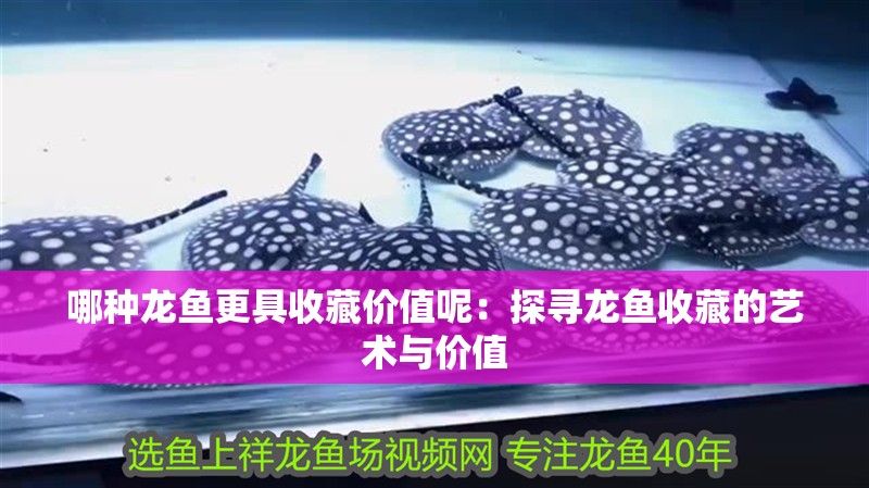 魚缸過濾器選購指南:自制魚缸過濾器魚缸上置過濾器對于養魚愛好者的必備知識 哪種龍魚更具收藏價值呢:探尋龍魚收藏的藝術與價值 水族問答 哪種龍魚更具收藏價值呢:探尋龍魚收藏的藝術與價值 哪種龍魚更具收藏價值呢:探尋龍魚收藏的藝術與價值 水族問答