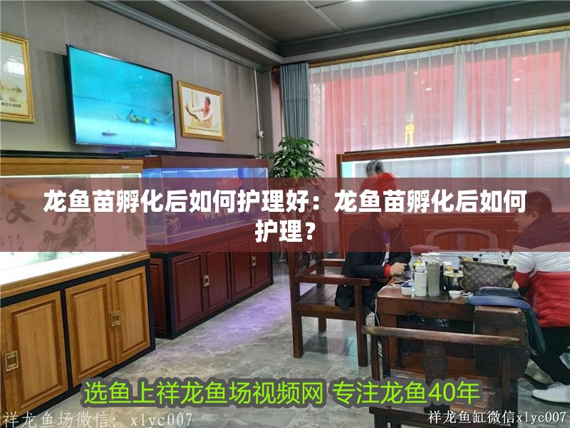 龍魚干蝦有營養嗎 龍魚苗孵化后如何護理好:龍魚苗孵化后如何護理? 水族問答 龍魚苗孵化后如何護理好:龍魚苗孵化后如何護理? 龍魚苗孵化后如何護理好:龍魚苗孵化后如何護理? 水族問答