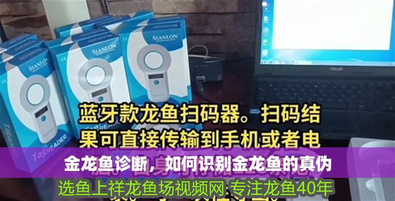 金龍魚診斷，如何識別金龍魚的真?zhèn)? title=