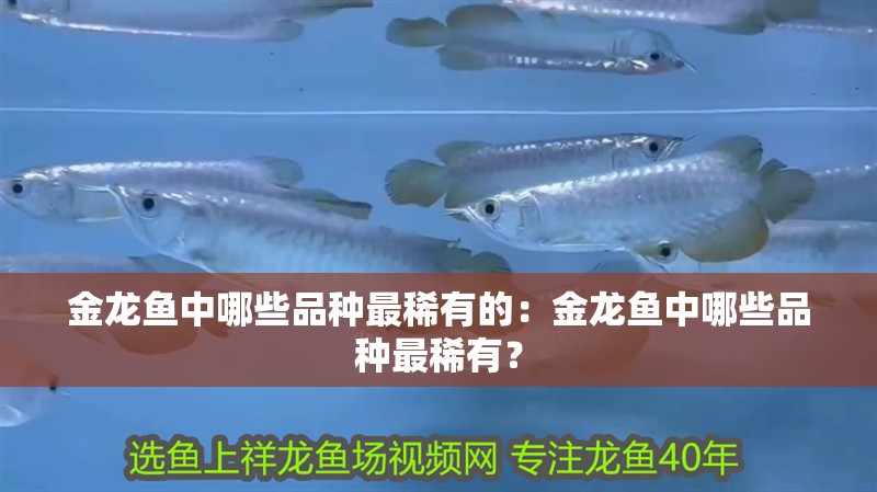 金龍魚中哪些品種最稀有的：金龍魚中哪些品種最稀有？ 金龍魚中哪些品種最稀有的：金龍魚中哪些品種最稀有？ 水族問答