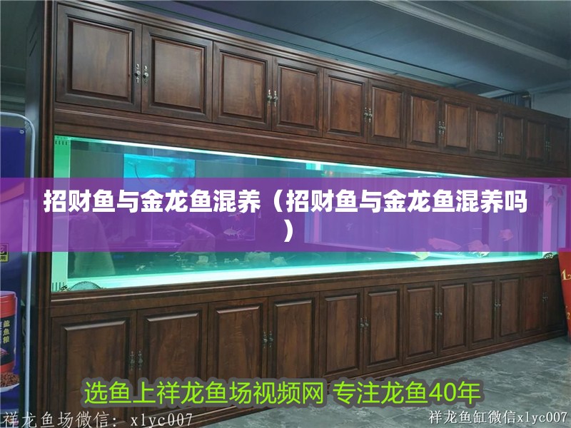 魚缸用增氧泵價格是多少:魚缸增氧機-xtrac增氧機-xtrac增氧機 招財魚與金龍魚混養(招財魚與金龍魚混養嗎) 觀賞魚百科 招財魚與金龍魚混養(招財魚與金龍魚混養嗎) 招財魚與金龍魚混養(招財魚與金龍魚混養嗎) 觀賞魚百科