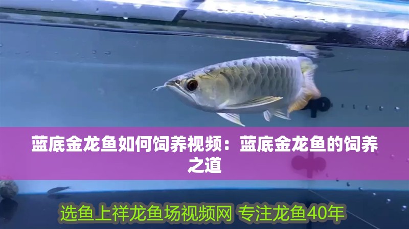 藍底金龍魚如何飼養(yǎng)視頻：藍底金龍魚的飼養(yǎng)之道 藍底金龍魚如何飼養(yǎng)視頻：藍底金龍魚的飼養(yǎng)之道 水族問答