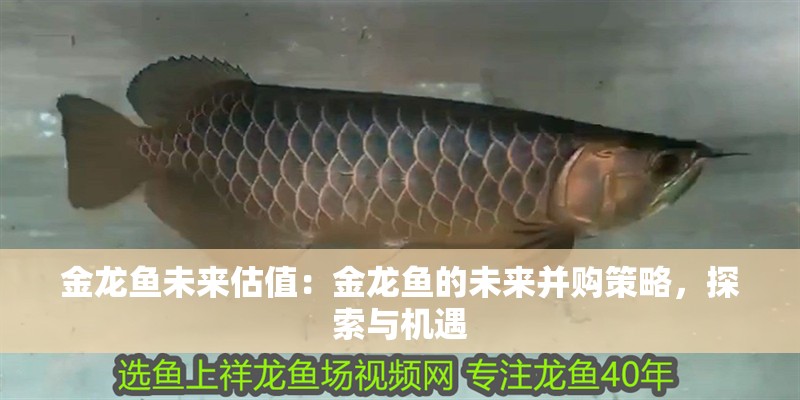 魚缸過濾器選購指南:自制魚缸過濾器魚缸上置過濾器對于養魚愛好者的必備知識 金龍魚未來估值:金龍魚的未來并購策略,探索與機遇 水族問答 金龍魚未來估值:金龍魚的未來并購策略,探索與機遇 金龍魚未來估值:金龍魚的未來并購策略,探索與機遇 水族問答