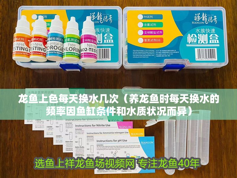 龍魚上色每天換水幾次（養龍魚時每天換水的頻率因魚缸條件和水質狀況而異） 龍魚上色每天換水幾次（養龍魚時每天換水的頻率因魚缸條件和水質狀況而異） 龍魚百科 第2張