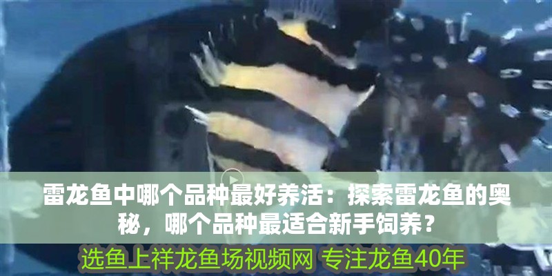 雷龍魚中哪個品種最好養活：探索雷龍魚的奧秘，哪個品種最適合新手飼養？