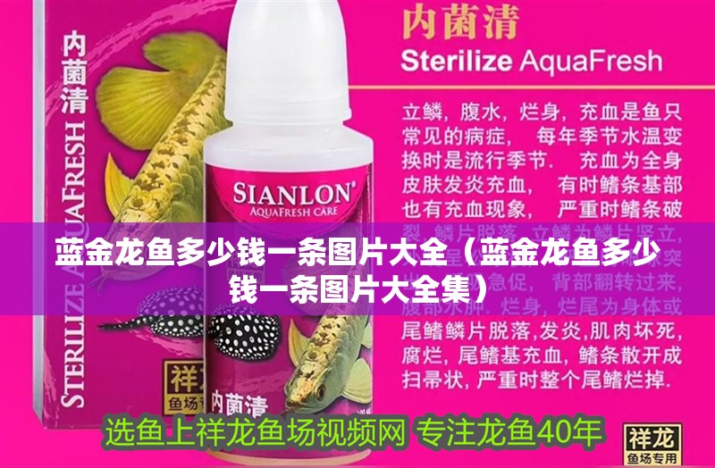 龍魚干蝦有營養(yǎng)嗎 藍金龍魚多少錢一條圖片大全(藍金龍魚多少錢一條圖片大全集) 觀賞魚百科 藍金龍魚多少錢一條圖片大全(藍金龍魚多少錢一條圖片大全集) 藍金龍魚多少錢一條圖片大全(藍金龍魚多少錢一條圖片大全集) 觀賞魚百科