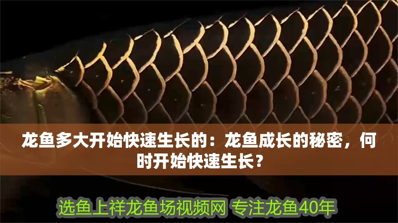龍魚多大開始快速生長的：龍魚成長的秘密，何時開始快速生長？
