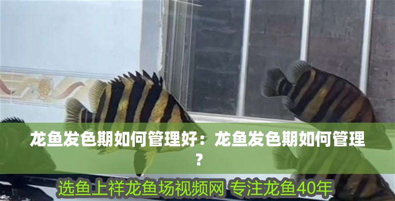 龍魚發(fā)色期如何管理好：龍魚發(fā)色期如何管理？