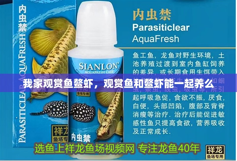 我家觀賞魚鰲蝦，觀賞魚和鰲蝦能一起養么 我家觀賞魚鰲蝦，觀賞魚和鰲蝦能一起養么 觀賞魚百科