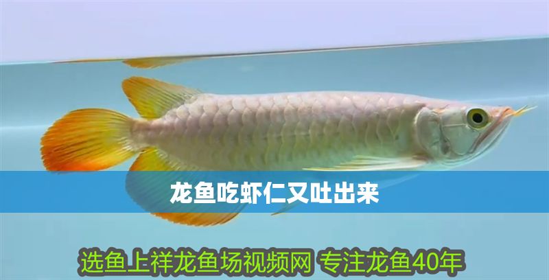 龍魚吃蝦仁又吐出來