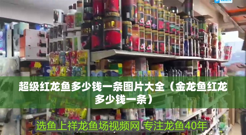 超級(jí)紅龍魚多少錢一條圖片大全（金龍魚紅龍多少錢一條） 超級(jí)紅龍魚多少錢一條圖片大全（金龍魚紅龍多少錢一條） 觀賞魚百科