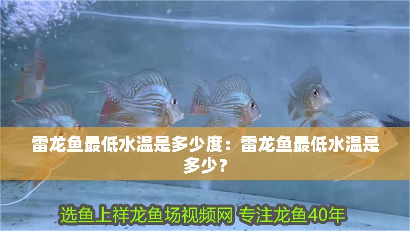 雷龍魚最低水溫是多少度：雷龍魚最低水溫是多少？