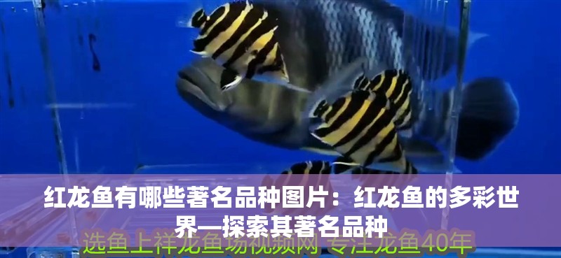 紅龍魚有哪些著名品種圖片：紅龍魚的多彩世界—探索其著名品種 紅龍魚有哪些著名品種圖片：紅龍魚的多彩世界—探索其著名品種 水族問答