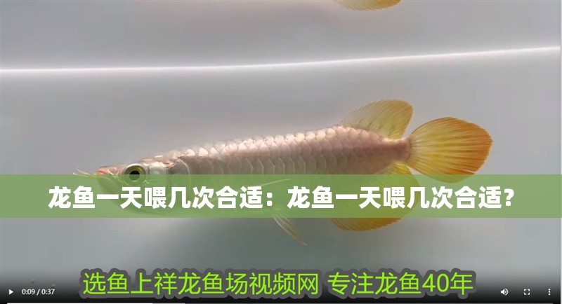 龍魚一天喂幾次合適：龍魚一天喂幾次合適？
