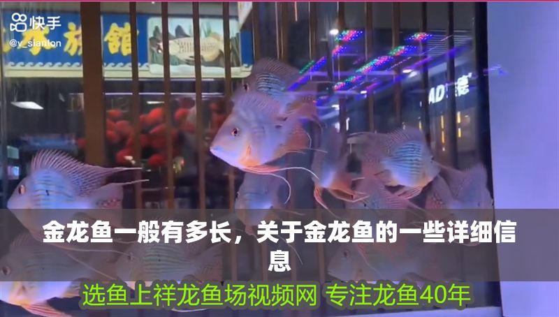 金龍魚一般有多長，關于金龍魚的一些詳細信息