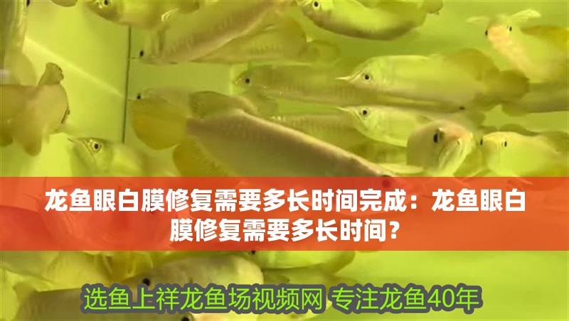 龍魚眼白膜修復需要多長時間完成：龍魚眼白膜修復需要多長時間？ 龍魚眼白膜修復需要多長時間完成：龍魚眼白膜修復需要多長時間？ 水族問答