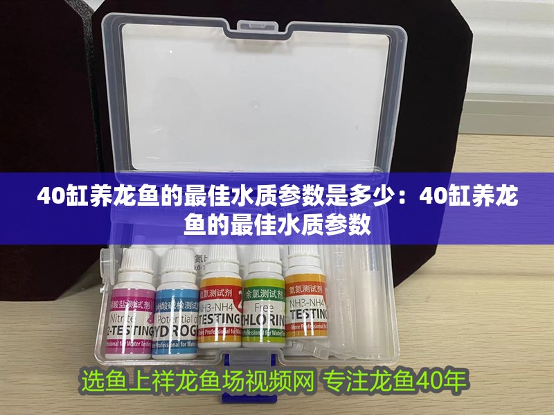40缸養龍魚的最佳水質參數是多少：40缸養龍魚的最佳水質參數