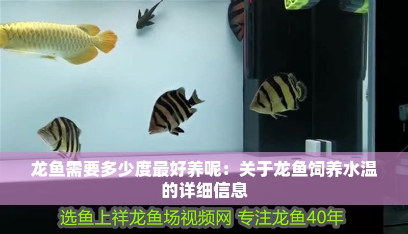 龍魚需要多少度最好養呢：關于龍魚飼養水溫的詳細信息 龍魚需要多少度最好養呢：關于龍魚飼養水溫的詳細信息 龍魚百科 第2張