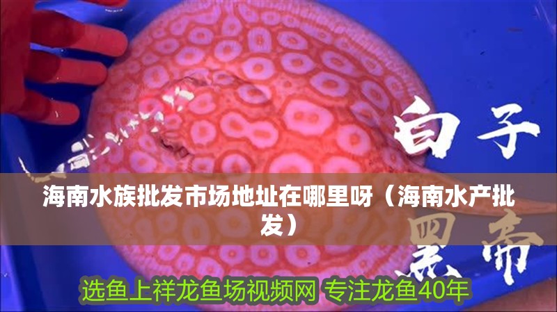 海南水族批發(fā)市場地址在哪里呀（海南水產(chǎn)批發(fā)）