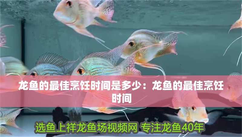 龍魚的最佳烹飪時間是多少：龍魚的最佳烹飪時間