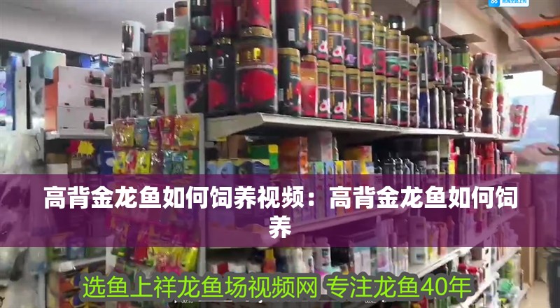 高背金龍魚如何飼養視頻：高背金龍魚如何飼養