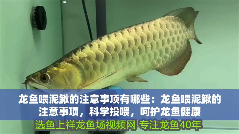 龍魚喂泥鰍的注意事項(xiàng)有哪些：龍魚喂泥鰍的注意事項(xiàng)，科學(xué)投喂，呵護(hù)龍魚健康