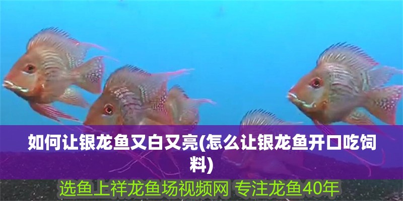 如何讓銀龍魚又白又亮(怎么讓銀龍魚開口吃飼料)