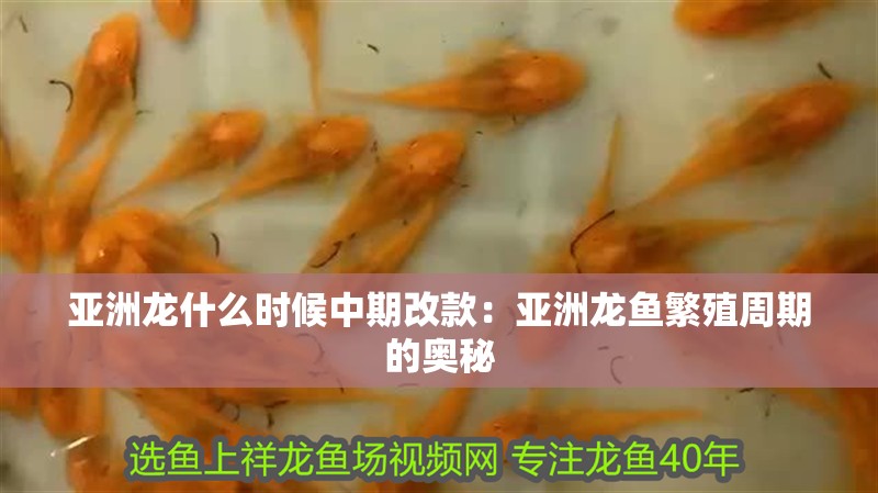亞洲龍什么時(shí)候中期改款：亞洲龍魚繁殖周期的奧秘