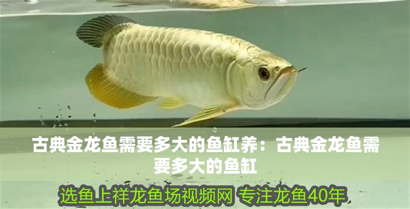 古典金龍魚需要多大的魚缸養(yǎng)：古典金龍魚需要多大的魚缸