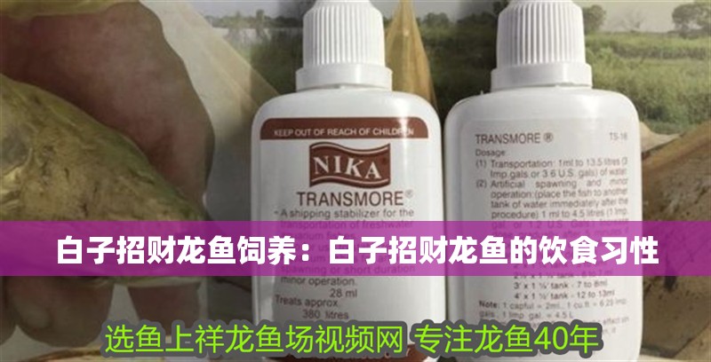 白子招財龍魚飼養(yǎng)：白子招財龍魚的飲食習(xí)性