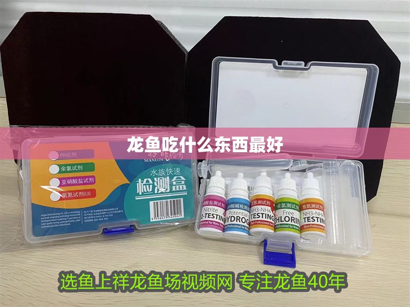 龍魚吃什么東西最好